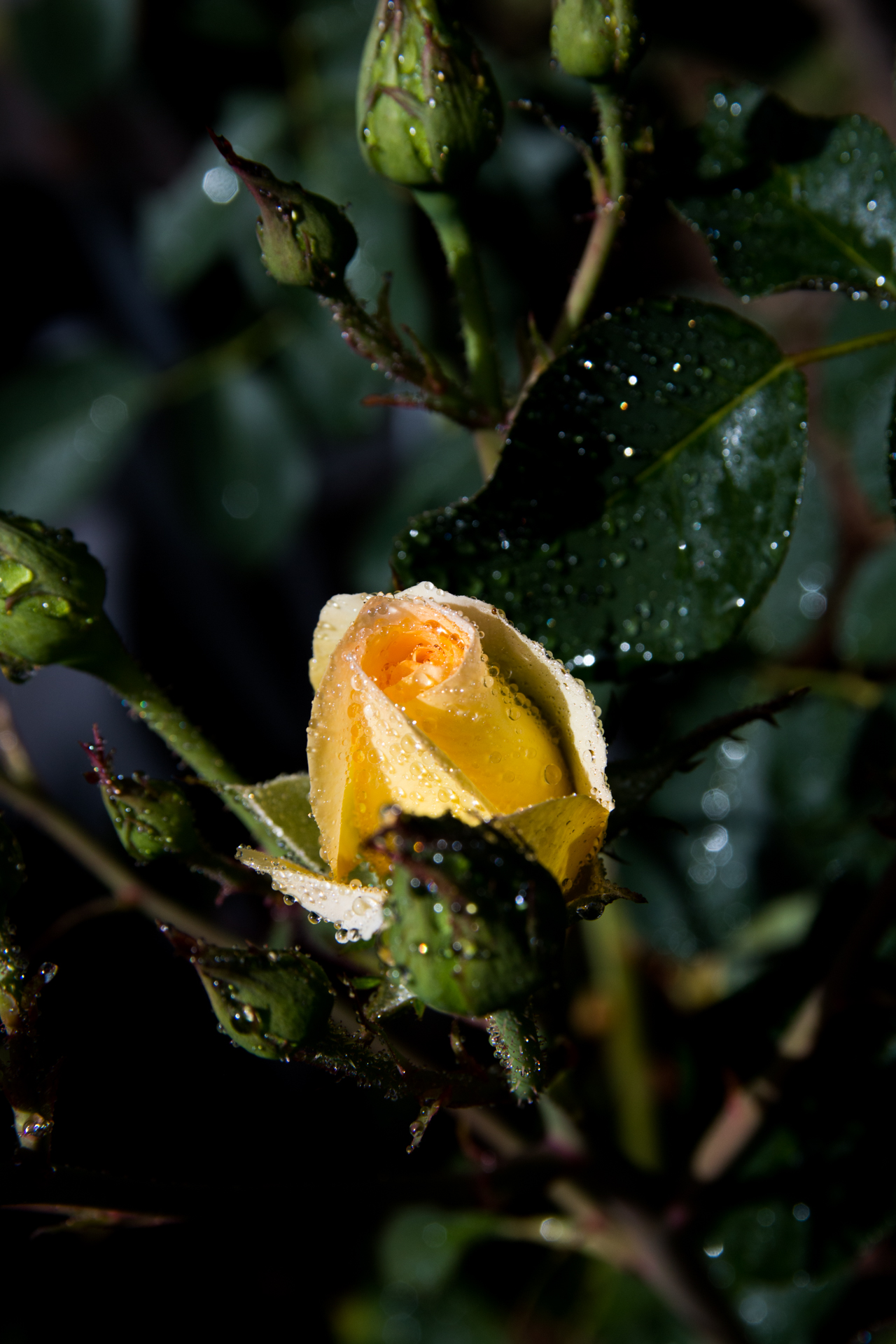 L' Oeil Noir Photographie